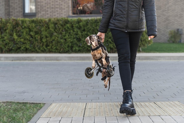 La donna porta un cane disabile dall'altra parte della strada