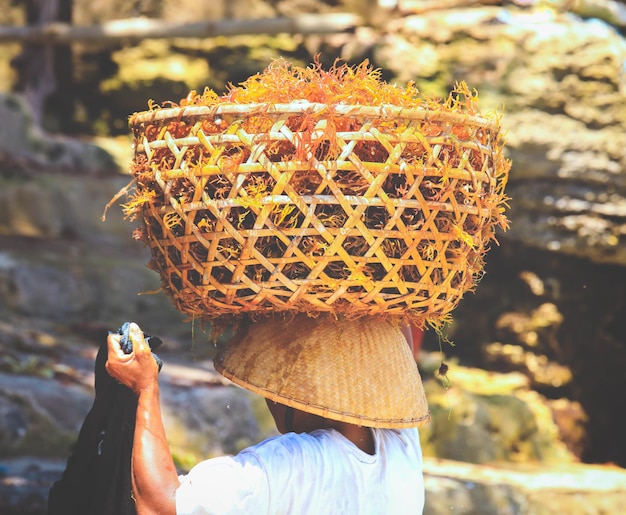 La donna porta un cesto di alghe arancioni sulla sua testa nella fattoria di alghe Nusa Penida Island a Bali Indonesia