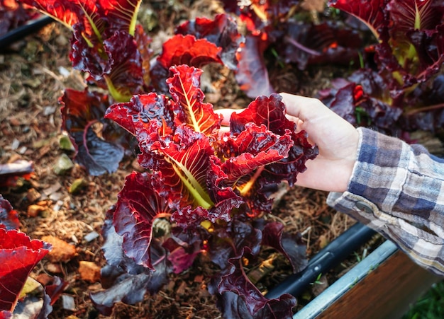 La donna raccoglie foglie di lattuga di quercia rossa da fattoria biologica. agricoltore produttore di alimenti biologici. Vegetali freschi