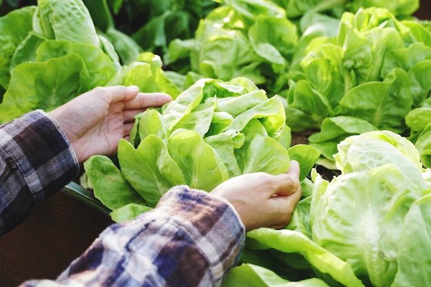 La donna raccoglie la lattuga cappuccina da un'azienda agricola biologica. agricoltore produttore di alimenti biologici. Verdure fresche