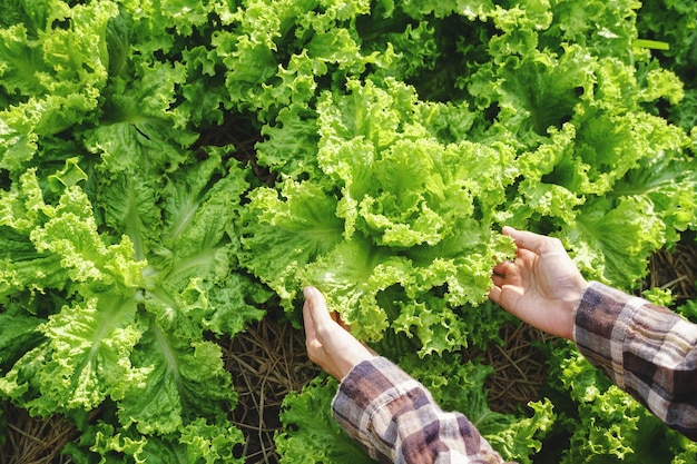 La donna raccoglie lattuga verde da un'azienda agricola biologica. agricoltore produttore di alimenti biologici. Verdure fresche.