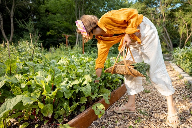 La donna raccoglie le barbabietole nel giardino di casa