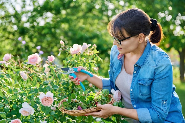 La donna si prende cura del cespuglio di rose nel giardino aiuola rimuovendo i fiori sbiaditi secchi Abbellimento giardino cortile hobby e tempo libero stagione estiva bellezza del concetto di natura