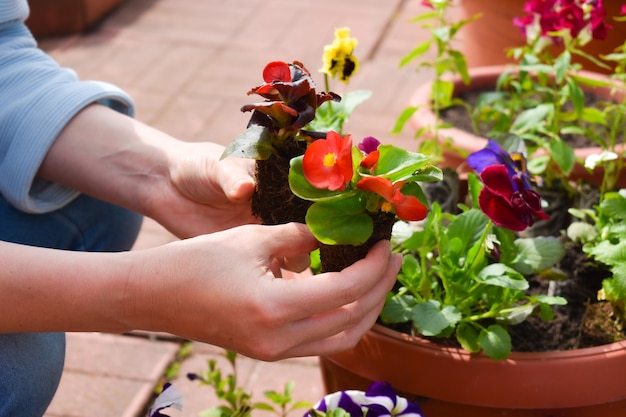 La donna si prende cura delle piante da giardino