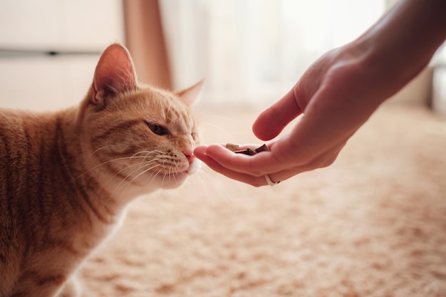 La donna sta alimentando il gatto che il gatto mangia dalle mani femminili