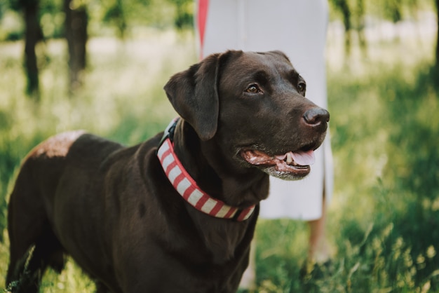 La donna sta giocando con il suo cane nel parco di estate