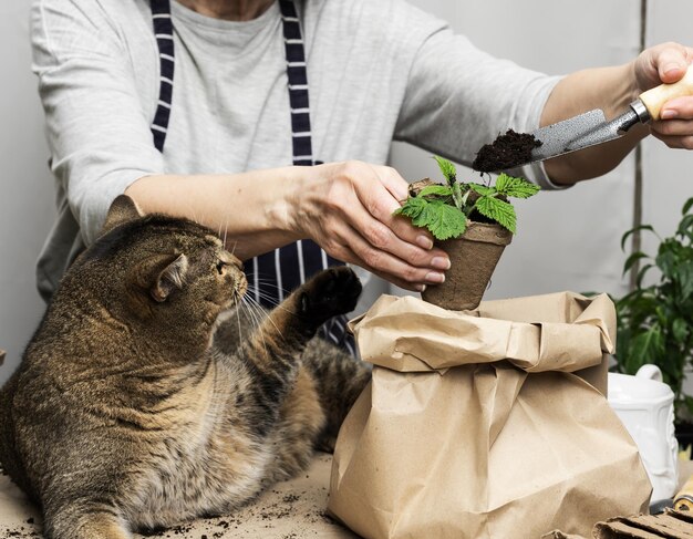 La donna sta piantando piante in bicchieri di plastica di carta sul tavolo accanto a un gatto grigio adulto giace Compiti in crescita germoglix9