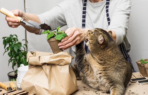 La donna sta piantando piante in una tazza di carta a casa un gatto grigio adulto è seduto accanto a lei Coltivare verdure a casa