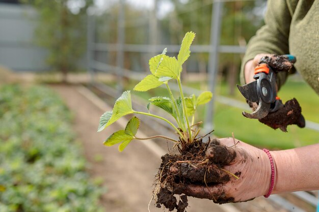 La donna sta piantando piantine di fragole Lavori di giardinaggio Vita di campagna Fattoria ecologica