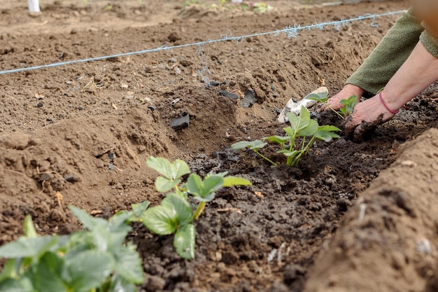 La donna sta piantando piantine di fragole