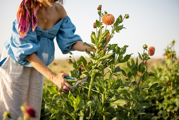 La donna taglia il fiore della dalia all'aperto