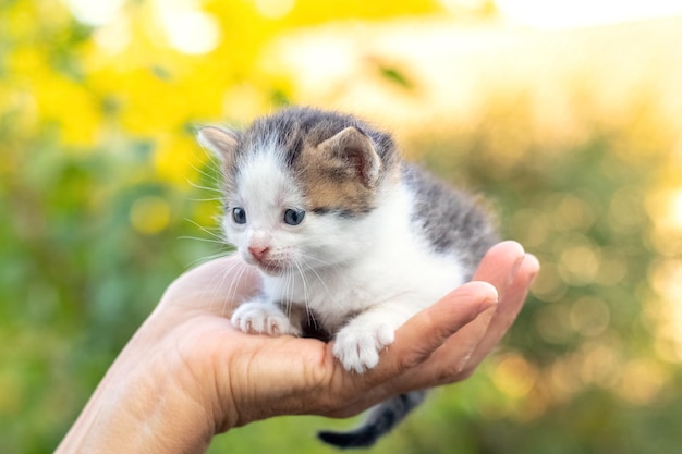 La donna teneva in mano un piccolo gattino