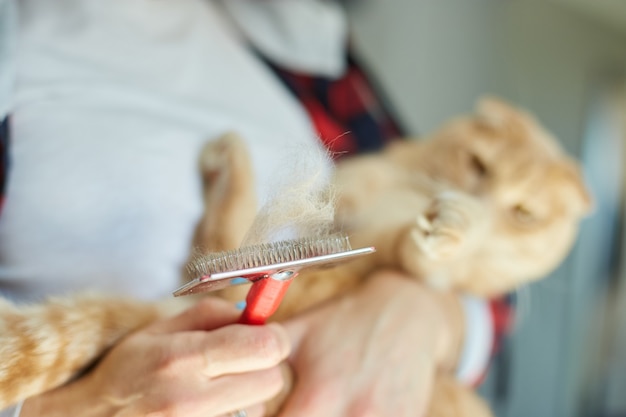 La donna tiene il gatto rosso britannico e lo pettina a casa.