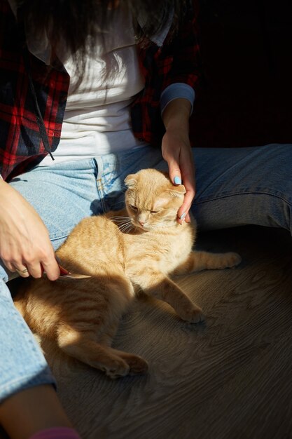 La donna tiene il gatto rosso britannico e lo pettina a casa.