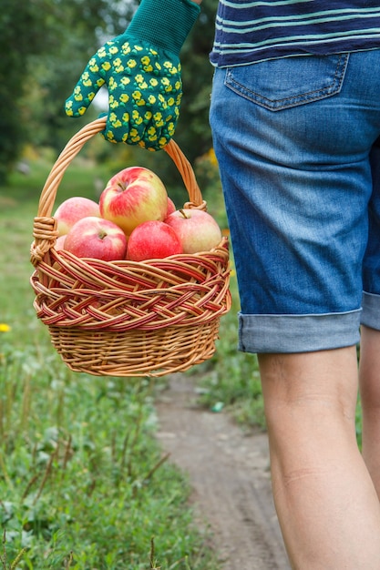 La donna tiene in mano un cesto di vimini con mele mature rosse vestite con un guanto da giardino con sfondo naturale sfocato