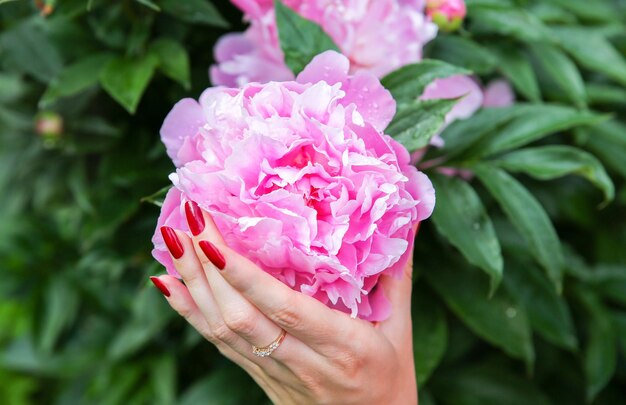 La donna tiene le peonie in rugiada dopo la pioggia. Bellissimi fiori nelle mani. Elegante piatto estivo.