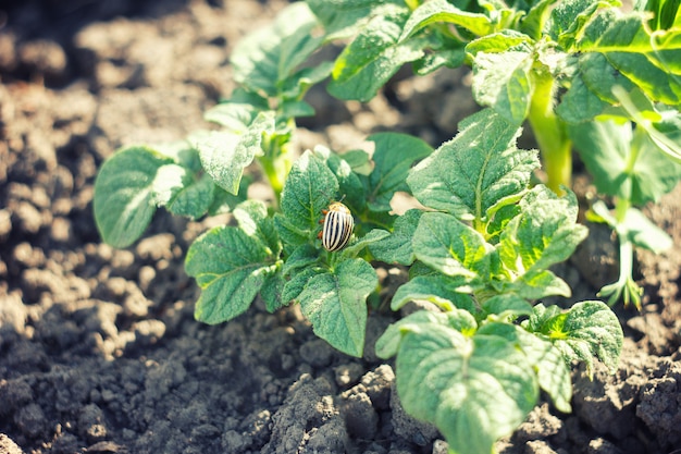 La dorifora è il giovane germoglio di patate