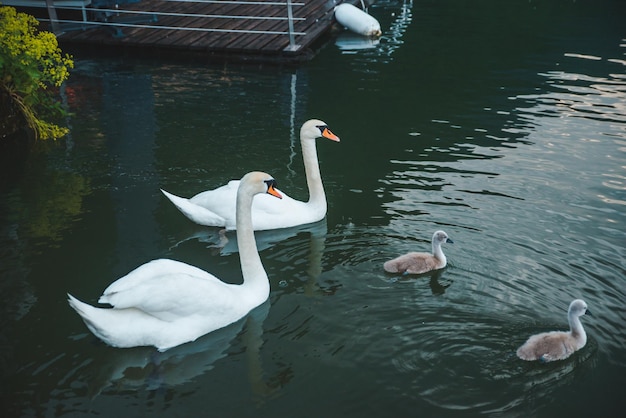 La famiglia dei cigni nell'acqua del lago si chiuda