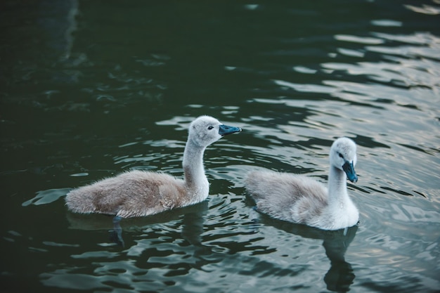 La famiglia dei cigni nell'acqua del lago si chiuda