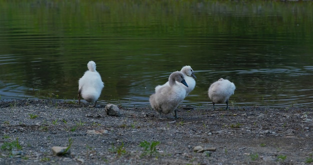 La famiglia del cigno bianco nuota nel lago