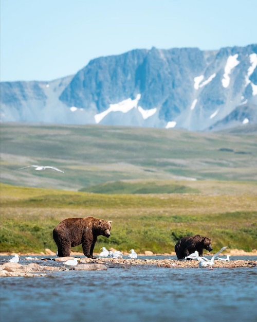 la famiglia dell'orso vicino all'amore della montagna del lago