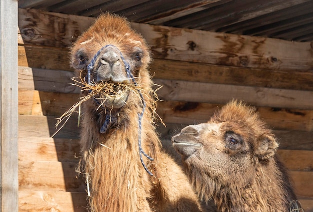 La famiglia di cammelli nella fattoria mamma sta mangiando il fieno il bambino la guarda con amore