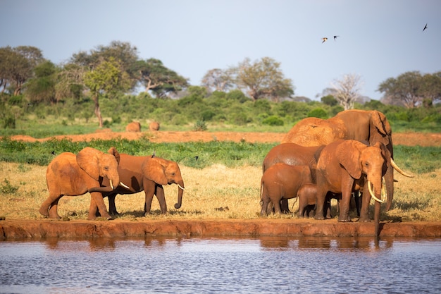 La famiglia di elefanti rossi in una pozza d'acqua nel mezzo della savana