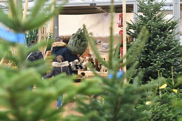 La famiglia ha comprato e trascinato a casa un albero di Natale