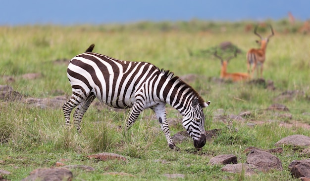 La famiglia Zebra pascola nella savana in prossimità di altri animali