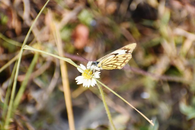 La farfalla bianca pioniera seduta sulle erbacce capra farfalla Bianca farfalla indiana