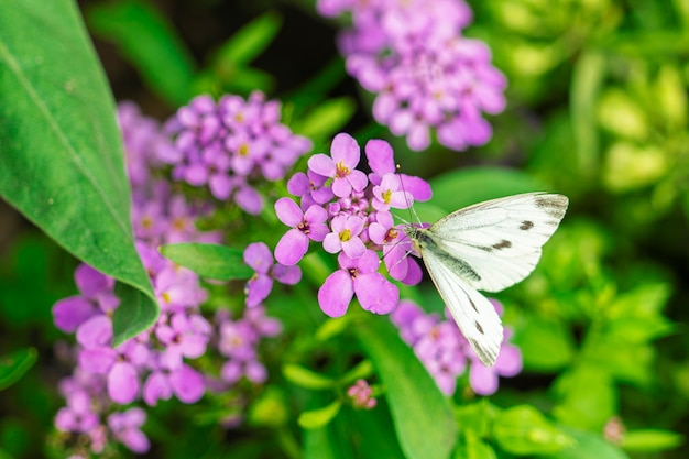 La farfalla bianca raccoglie il polline su un fiore luminoso in estate.