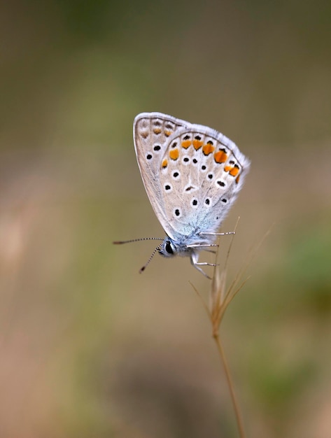 La farfalla blu comune Polyommatus icarus