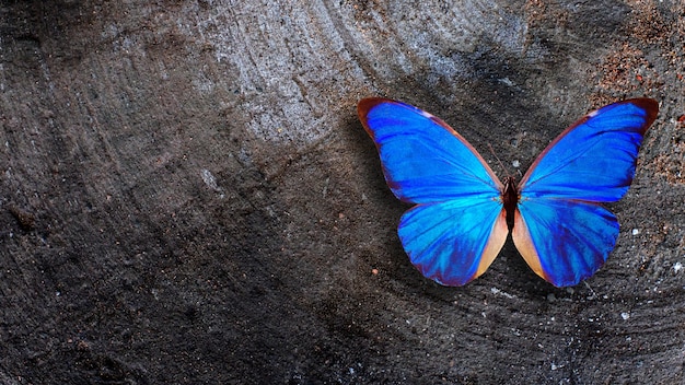 La farfalla blu si siede su un vecchio muro grigio