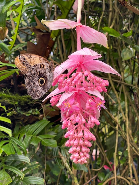 La farfalla caligine si siede sul fiore rosa medinilla magnifica