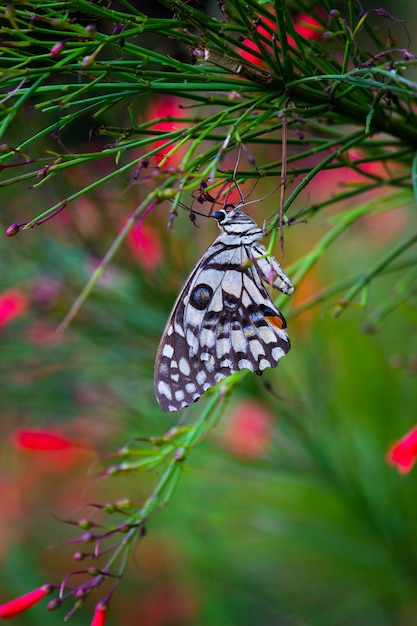 La farfalla comune della calce che appende alla pianta del fiore nel suo habitat naturale