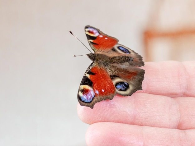 La farfalla dell'occhio di pavone si siede sulla mano di un uomo