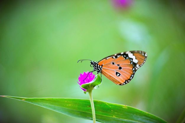 La farfalla della tigre normale sulla pianta del fiore