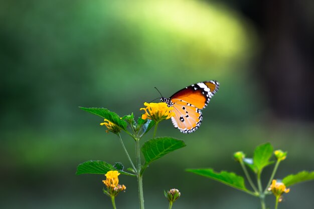 La farfalla della tigre o anche conosciuta come farfalla di Danaus chrysippus che riposa sulle piante del fiore