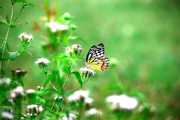 La farfalla indiana Jezebel o Delias eucharis che riposa sulle piante da fiore durante la stagione primaverile