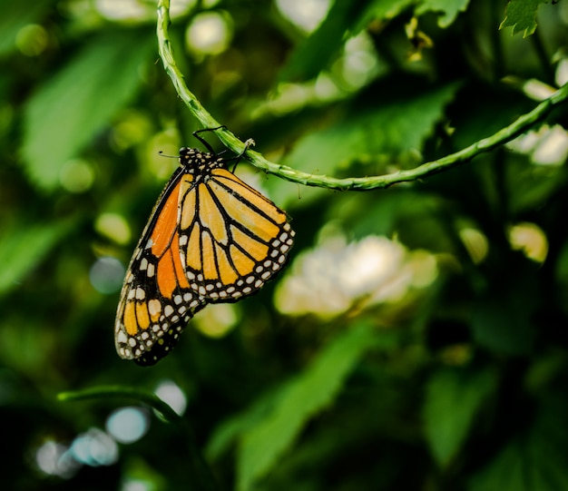 La farfalla monarca o semplicemente monarca (Danaus plexippus) appesi a testa in giù su uno stelo verde