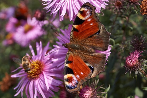 La farfalla Occhio di pavone (lat. Aglais io) raccoglie il nettare dai fiori.