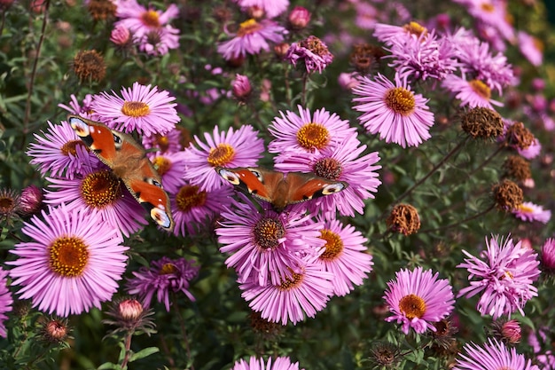 La farfalla Occhio di pavone (lat. Aglais io) raccoglie il nettare dai fiori.