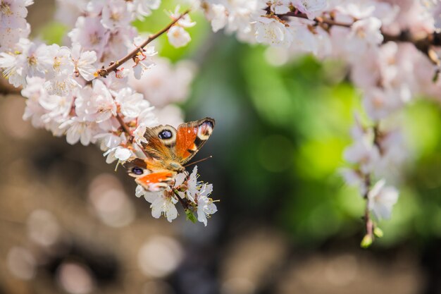 La farfalla raccoglie il nettare sui fiori di melo in primavera