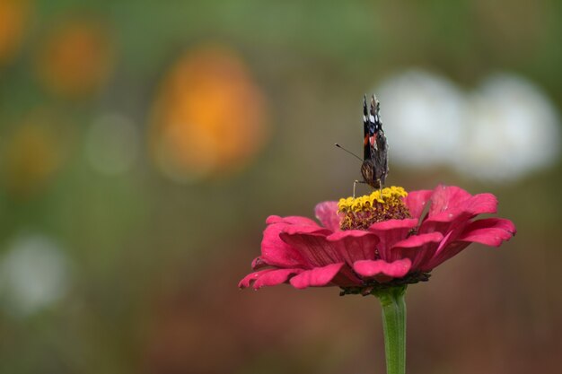 La farfalla si siede su un fiore in giardino