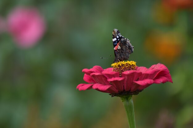 La farfalla si siede su un fiore in giardino