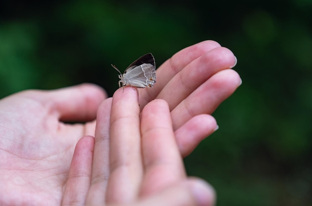 La farfalla si siede su una mano della donna Le fragili ali blu della farfalla sulle dita della donna creano l'armonia della natura