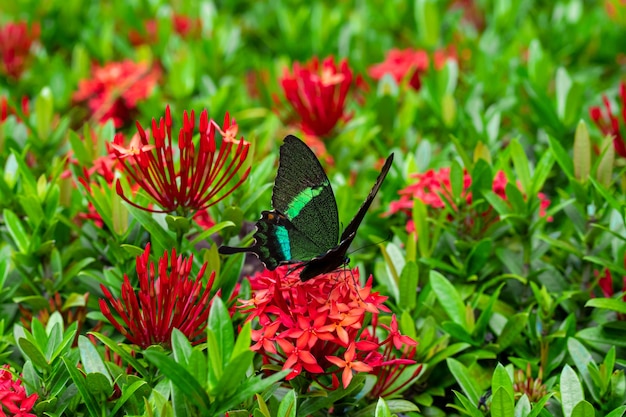 La farfalla tropicale di giorno incredibilmente bella Papilio maackii impollina i fiori. La farfalla nero-verde beve il nettare dai fiori. Colori e bellezza della natura.