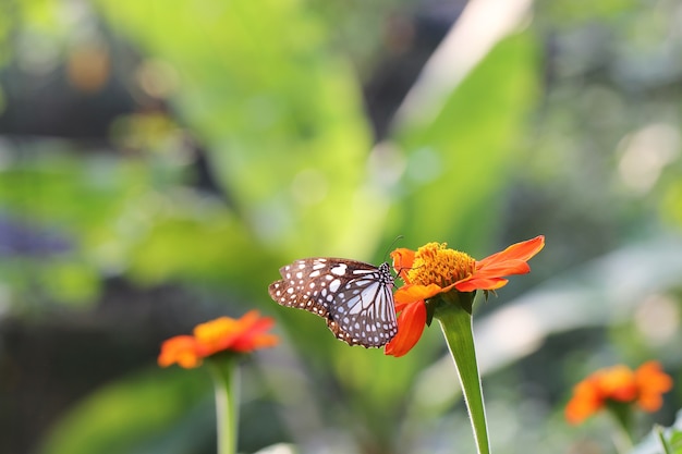 La farfalla vola nella natura di mattina