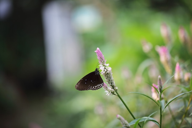 La farfalla vola nella natura mattutina