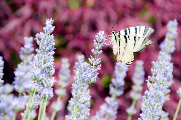 La farfalla vola sopra i profumati fiori della lavanda